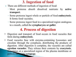  There are different methods of ingestion of food:
◦ Most protozoa absorb dissolved nutrients by active
transport.
◦ Some protozoa ingest whole or particle of food endocytosis.
It forms food vacoules.
◦ Some protozoa ingest food in a specialized region analogous
to a mouth, called the cytopharynx or gullet.
4. Process of digestion
• Digestion and transport of food occurs in food vacuoles that
form during endocytosis.
• Food vacuoles fuse with enzyme-containing lysosomes and
circulate through the cytoplasm, distributing the products of
digestion. After digestion is complete, the vacuoles are called
egestion vacuoles. They release their contents by exocytosis,
sometimes at a specialized region of the plasma membrane or
pellicle called the cytopyge.
 