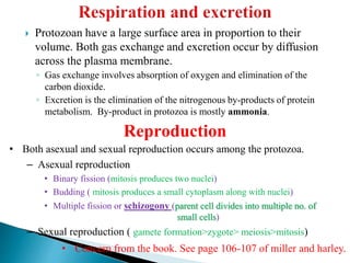  Protozoan have a large surface area in proportion to their
volume. Both gas exchange and excretion occur by diffusion
across the plasma membrane.
◦ Gas exchange involves absorption of oxygen and elimination of the
carbon dioxide.
◦ Excretion is the elimination of the nitrogenous by-products of protein
metabolism. By-product in protozoa is mostly ammonia.
Reproduction
• Both asexual and sexual reproduction occurs among the protozoa.
– Asexual reproduction
• Binary fission (mitosis produces two nuclei)
• Budding ( mitosis produces a small cytoplasm along with nuclei)
• Multiple fission or schizogony (parent cell divides into multiple no. of
small cells)
– Sexual reproduction ( gamete formation>zygote> meiosis>mitosis)
• Concern from the book. See page 106-107 of miller and harley.
 