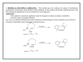 2. DOUBLE & MULTIPLE LABELLING: - This method give the evidence for nature of biochemical 
incorporation of precursor arises double & triple labelling. In this method specifically labelled precursor and 
their subsequent degradation of recover product are more employed. 
Application: - 
This method is extensively applied to study the biogenesis of plant secondary metabolite. 
Used for study of morphine alkaloid. 
E.g. Leete, use Doubly labeled lysine used to determine which hydrogen of lysine molecule was involved in 
formation of piperidine ring of anabasine in Nicotina glauca. 
N. glauca 
N 
H N 
N 
H 
H2N 2- Anabasine 
COO 
Lysine - 2 - 
14 
C, ε − 
15 
Ν 
N. glauca 
N 
H2N 
H2N 
N 
H 
COOH Anabasine 
Lysine - 2 - 
14 
C, α − 
15 
Ν 
 