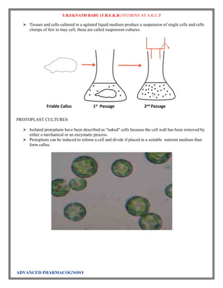 T.B.EKNATH BABU (T.B.E.K.B) STUDENT AT A.K.C.P 
 Tissues and cells cultured in a agitated liquid medium produce a suspension of single cells and cells 
clumps of few to may cell, these are called suspension cultures. 
PROTOPLAST CULTURES 
 Isolated protoplasts have been described as "naked" cells because the cell wall has been removed by 
either a mechanical or an enzymatic process. 
 Protoplasts can be induced to reform a cell and divide if placed in a suitable nutrient medium than 
form callus. 
ADVANCED PHARMACOGNOSY 
 