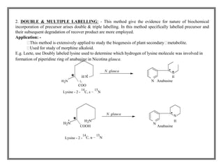 2. DOUBLE & MULTIPLE LABELLING: - This method give the evidence for nature of biochemical 
incorporation of precursor arises double & triple labelling. In this method specifically labelled precursor and 
their subsequent degradation of recover product are more employed. 
Application: - 
This method is extensively applied to study the biogenesis of plant secondarymetabolite. 
Used for study of morphine alkaloid. 
E.g. Leete, use Doubly labeled lysine used to determine which hydrogen of lysine molecule was involved in 
formation of piperidine ring of anabasine in Nicotina glauca. 
N. glauca 
N 
H N 
N 
H 
H2N 2- Anabasine 
COO 
Lysine - 2 - 
14 
C, ε − 
15 
Ν 
N. glauca 
N 
H2N 
H2N 
N 
H 
COOH Anabasine 
Lysine - 2 - 
14 
C, α − 
15 
Ν 
 