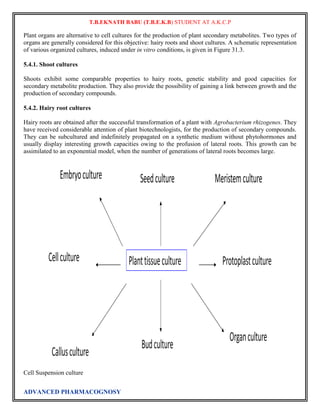 T.B.EKNATH BABU (T.B.E.K.B) STUDENT AT A.K.C.P 
Plant organs are alternative to cell cultures for the production of plant secondary metabolites. Two types of 
organs are generally considered for this objective: hairy roots and shoot cultures. A schematic representation 
of various organized cultures, induced under in vitro conditions, is given in Figure 31.3. 
5.4.1. Shoot cultures 
Shoots exhibit some comparable properties to hairy roots, genetic stability and good capacities for 
secondary metabolite production. They also provide the possibility of gaining a link between growth and the 
production of secondary compounds. 
5.4.2. Hairy root cultures 
Hairy roots are obtained after the successful transformation of a plant with Agrobacterium rhizogenes. They 
have received considerable attention of plant biotechnologists, for the production of secondary compounds. 
They can be subcultured and indefinitely propagated on a synthetic medium without phytohormones and 
usually display interesting growth capacities owing to the profusion of lateral roots. This growth can be 
assimilated to an exponential model, when the number of generations of lateral roots becomes large. 
Cell Suspension culture 
ADVANCED PHARMACOGNOSY 
 