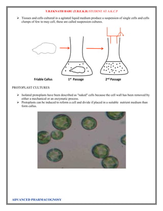 T.B.EKNATH BABU (T.B.E.K.B) STUDENT AT A.K.C.P 
 Tissues and cells cultured in a agitated liquid medium produce a suspension of single cells and cells 
clumps of few to may cell, these are called suspension cultures. 
PROTOPLAST CULTURES 
 Isolated protoplasts have been described as "naked" cells because the cell wall has been removed by 
either a mechanical or an enzymatic process. 
 Protoplasts can be induced to reform a cell and divide if placed in a suitable nutrient medium than 
form callus. 
ADVANCED PHARMACOGNOSY 
 