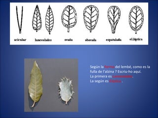Según la  forma  del lembé, como es la fulla de l’alzina ? Escriu-ho aquí. La primera es  Lanceolades . La según es  Elíptica  . 