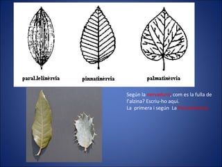 Según la  nervadura , com es la fulla de l’alzina? Escriu-ho aquí. La  primera i según  La  Pinnatinèrvia 
