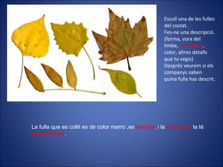 Escull una de les fulles del costat. Fes-ne una descripció. (forma, vora del limbe,  nervadura , color, altres detalls que tu vegis) Després veurem si els companys saben quina fulla has descrit. La fulla que es collit es de color marro ,es  serrada , i la  nervadura  la té palmatinèrvia .  