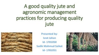 A good quality jute and
agronomic management
practices for producing quality
jute
Presented by-
Israt Jahan
Id- 1701050
Sadik Mahmud Saikat
Id- 1701051
 