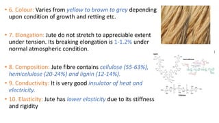 • 6. Colour: Varies from yellow to brown to grey depending
upon condition of growth and retting etc.
• 7. Elongation: Jute do not stretch to appreciable extent
under tension. Its breaking elongation is 1-1.2% under
normal atmospheric condition.
• 8. Composition: Jute fibre contains cellulose (55-63%),
hemicelulose (20-24%) and lignin (12-14%).
• 9. Conductivity: It is very good insulator of heat and
electricity.
• 10. Elasticity: Jute has lower elasticity due to its stiffness
and rigidity
 