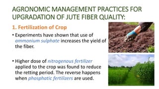 AGRONOMIC MANAGEMENT PRACTICES FOR
UPGRADATION OF JUTE FIBER QUALITY:
1. Fertilization of Crop
• Experiments have shown that use of
ammonium sulphate increases the yield of
the fiber.
• Higher dose of nitrogenous fertilizer
applied to the crop was found to reduce
the retting period. The reverse happens
when phosphatic fertilizers are used.
 