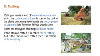 5. Retting
Retting of jute is a kind of fermentation process in
which the cortical and phloem tissues of the bark of
the plants containing free strands are decomposed
to separate fibre from non-fibrous woody stem.
There are two types of retting: stem and ribbon.
If the stem is retted it is called stem retting.
But If the ribbons are retted then it is called
ribbon retting.
 