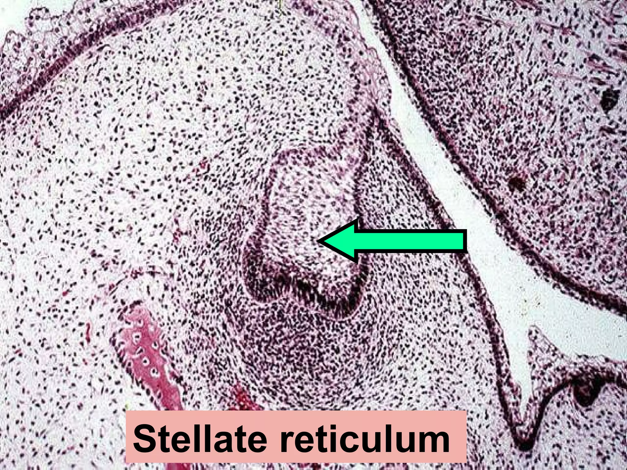 Stella Reticulum Full practical revision oral biology 1 | PPT
