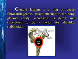 Glenoid    labrum is a ring of dense
fibrocartilagenous tissue attached to the bony
glenoid cavity, increasing its depth and
considered to be a factor for shoulder
stabilization.



                    Glenoid
                    Cavity
 
