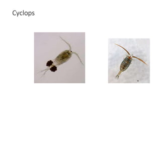 Shellfish Cyclops full study of zooplankton and phytoplankton.pptx