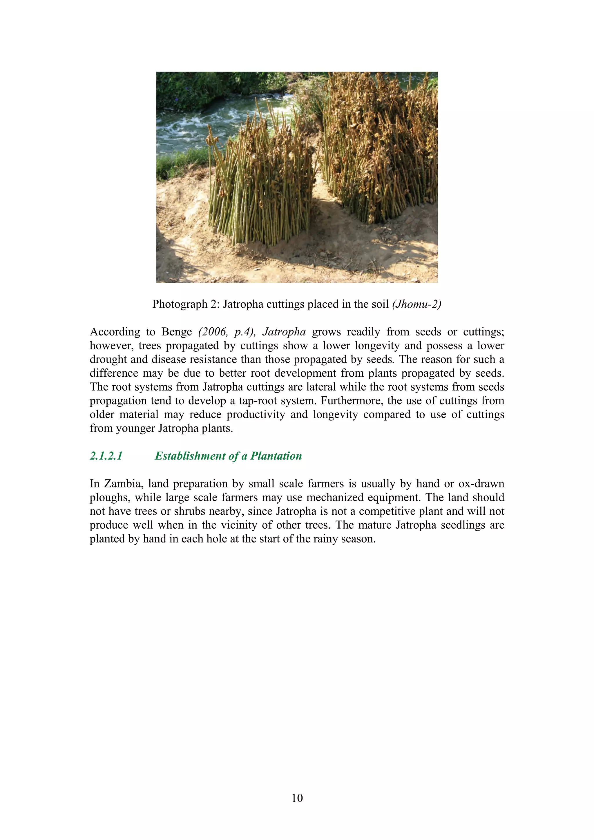 Photograph 2: Jatropha cuttings placed in the soil (Jhomu-2)

According to Benge (2006, p.4), Jatropha grows readily from seeds or cuttings;
however, trees propagated by cuttings show a lower longevity and possess a lower
drought and disease resistance than those propagated by seeds. The reason for such a
difference may be due to better root development from plants propagated by seeds.
The root systems from Jatropha cuttings are lateral while the root systems from seeds
propagation tend to develop a tap-root system. Furthermore, the use of cuttings from
older material may reduce productivity and longevity compared to use of cuttings
from younger Jatropha plants.

2.1.2.1      Establishment of a Plantation

In Zambia, land preparation by small scale farmers is usually by hand or ox-drawn
ploughs, while large scale farmers may use mechanized equipment. The land should
not have trees or shrubs nearby, since Jatropha is not a competitive plant and will not
produce well when in the vicinity of other trees. The mature Jatropha seedlings are
planted by hand in each hole at the start of the rainy season.




                                          10
 