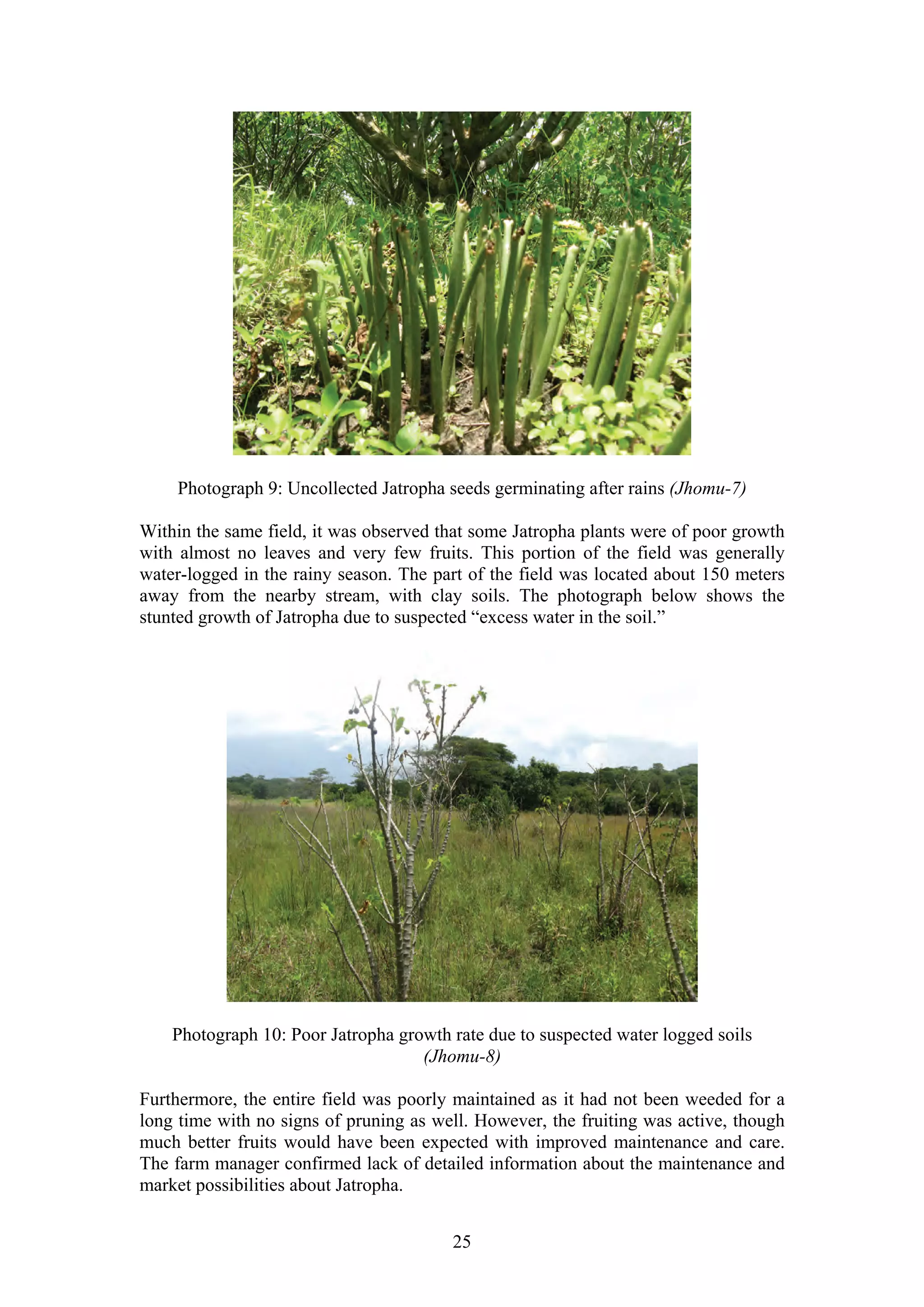 Photograph 9: Uncollected Jatropha seeds germinating after rains (Jhomu-7)

Within the same field, it was observed that some Jatropha plants were of poor growth
with almost no leaves and very few fruits. This portion of the field was generally
water-logged in the rainy season. The part of the field was located about 150 meters
away from the nearby stream, with clay soils. The photograph below shows the
stunted growth of Jatropha due to suspected “excess water in the soil.”




    Photograph 10: Poor Jatropha growth rate due to suspected water logged soils
                                    (Jhomu-8)

Furthermore, the entire field was poorly maintained as it had not been weeded for a
long time with no signs of pruning as well. However, the fruiting was active, though
much better fruits would have been expected with improved maintenance and care.
The farm manager confirmed lack of detailed information about the maintenance and
market possibilities about Jatropha.


                                        25
 