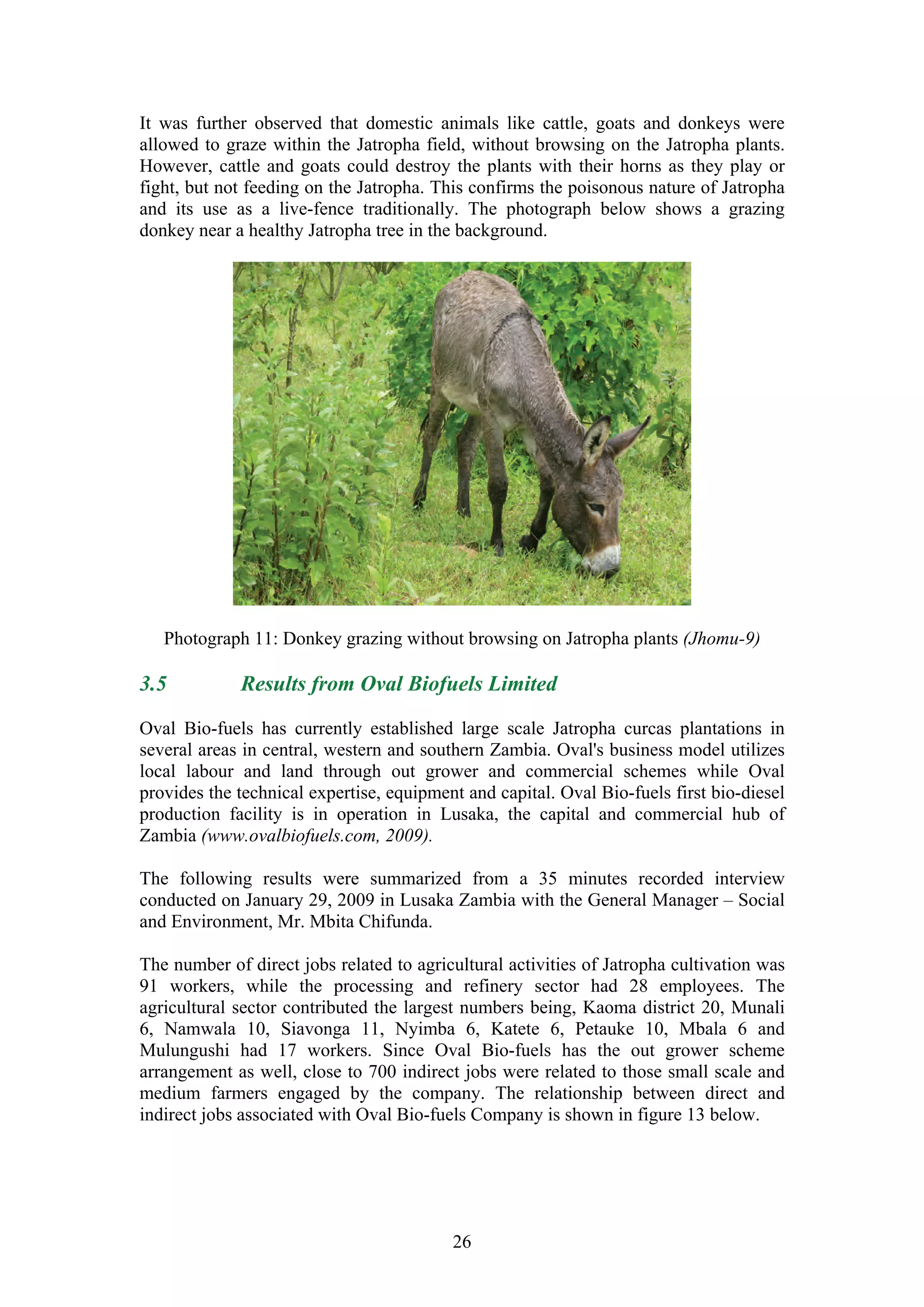 It was further observed that domestic animals like cattle, goats and donkeys were
allowed to graze within the Jatropha field, without browsing on the Jatropha plants.
However, cattle and goats could destroy the plants with their horns as they play or
fight, but not feeding on the Jatropha. This confirms the poisonous nature of Jatropha
and its use as a live-fence traditionally. The photograph below shows a grazing
donkey near a healthy Jatropha tree in the background.




   Photograph 11: Donkey grazing without browsing on Jatropha plants (Jhomu-9)

3.5          Results from Oval Biofuels Limited

Oval Bio-fuels has currently established large scale Jatropha curcas plantations in
several areas in central, western and southern Zambia. Oval's business model utilizes
local labour and land through out grower and commercial schemes while Oval
provides the technical expertise, equipment and capital. Oval Bio-fuels first bio-diesel
production facility is in operation in Lusaka, the capital and commercial hub of
Zambia (www.ovalbiofuels.com, 2009).

The following results were summarized from a 35 minutes recorded interview
conducted on January 29, 2009 in Lusaka Zambia with the General Manager – Social
and Environment, Mr. Mbita Chifunda.

The number of direct jobs related to agricultural activities of Jatropha cultivation was
91 workers, while the processing and refinery sector had 28 employees. The
agricultural sector contributed the largest numbers being, Kaoma district 20, Munali
6, Namwala 10, Siavonga 11, Nyimba 6, Katete 6, Petauke 10, Mbala 6 and
Mulungushi had 17 workers. Since Oval Bio-fuels has the out grower scheme
arrangement as well, close to 700 indirect jobs were related to those small scale and
medium farmers engaged by the company. The relationship between direct and
indirect jobs associated with Oval Bio-fuels Company is shown in figure 13 below.




                                          26
 