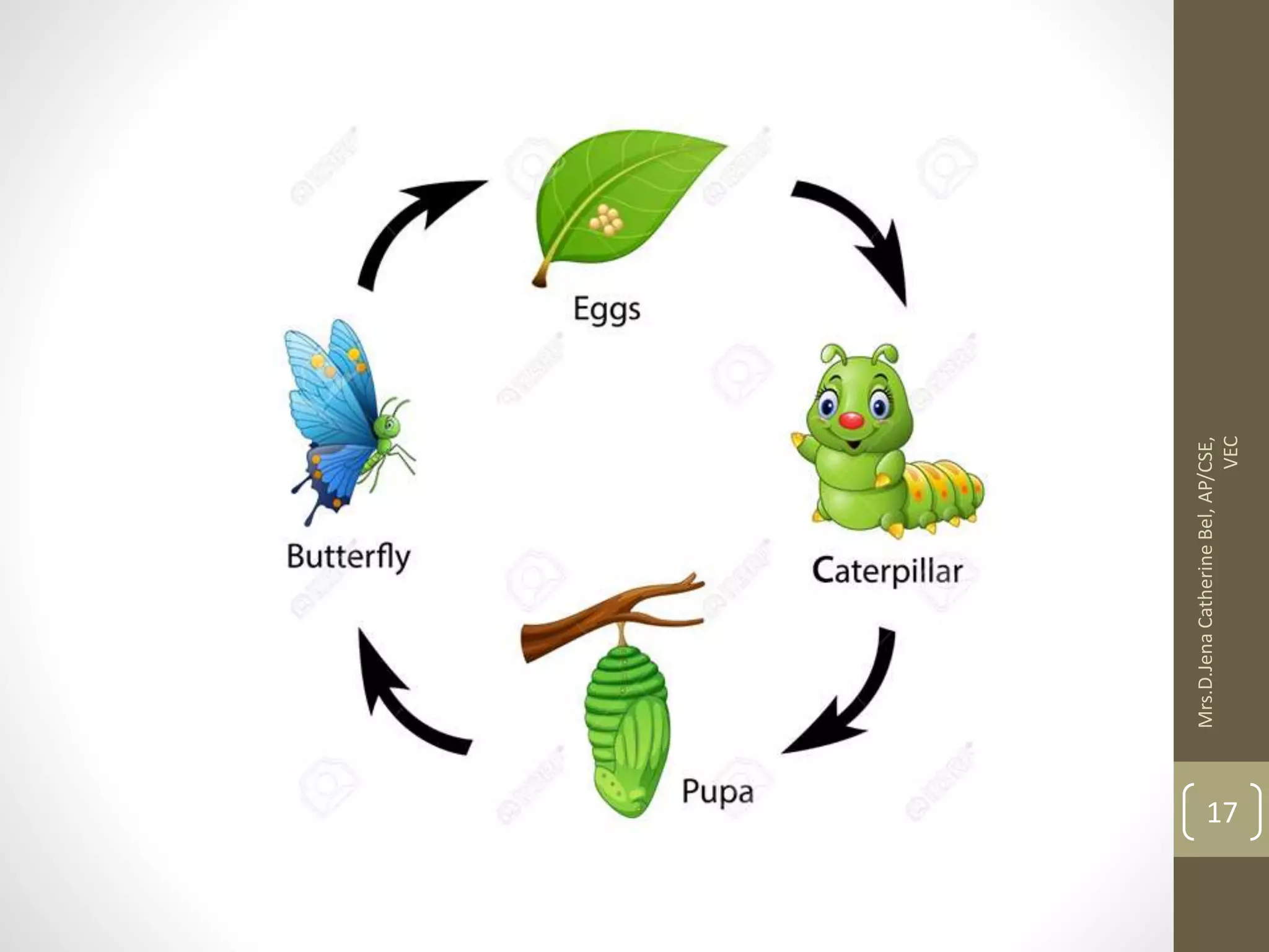 Mrs.D.Jena Catherine Bel, AP/CSE, VEC 17 