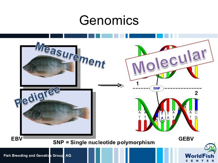 Science Forum Day 5 Fish Breeding and Group Impr…