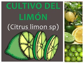 CULTIVO DEL
LIMÓN
(Citrus limon sp)
 