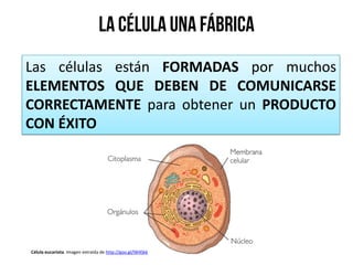 Las células están FORMADAS por muchos
ELEMENTOS QUE DEBEN DE COMUNICARSE
CORRECTAMENTE para obtener un PRODUCTO
CON ÉXITO
Célula eucariota. Imagen extraída de http://goo.gl/lW4Skk
 