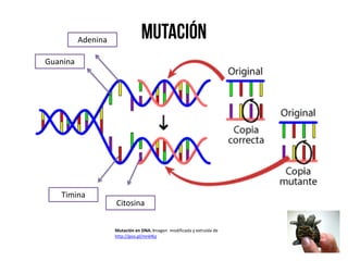 Guanina
Timina
Citosina
Adenina
Mutación en DNA. Imagen modificada y extraída de
http://goo.gl/mnkNjz
 