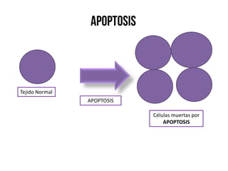 Células muertas por
APOPTOSIS
Tejido Normal
APOPTOSIS
 