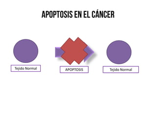 Tejido NormalTejido Normal APOPTOSIS
 