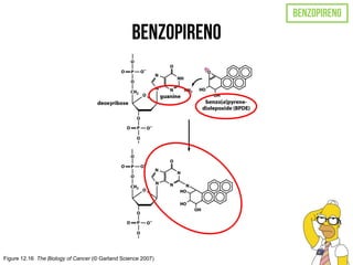 Figure 12.16 The Biology of Cancer (© Garland Science 2007)
 