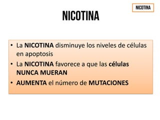 • La NICOTINA disminuye los niveles de células
en apoptosis
• La NICOTINA favorece a que las células
NUNCA MUERAN
• AUMENTA el número de MUTACIONES
 