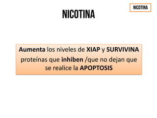 Aumenta los niveles de XIAP y SURVIVINA
proteínas que inhiben /que no dejan que
se realice la APOPTOSIS
 