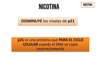 DISMINUYE los niveles de p21
p21 es una proteína que PARA EL CICLO
CELULAR cuando el DNA se copia
incorrectamente
 
