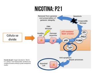 Célula se
divide
Función de p21: Imagen extraída de: Martin
K. S. (2013), From bead to flask: Synthesis of a
complex β-amido-amide for probe-evelopment
studies
 