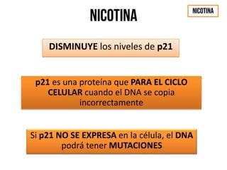 DISMINUYE los niveles de p21
p21 es una proteína que PARA EL CICLO
CELULAR cuando el DNA se copia
incorrectamente
Si p21 NO SE EXPRESA en la célula, el DNA
podrá tener MUTACIONES
 