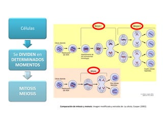 Células
Se DIVIDEN en
DETERMINADOS
MOMENTOS
MITOSIS
MEIOSIS
Comparación de mitosis y meiosis: Imagen modificada y extraída de: La célula, Cooper (2002)
 