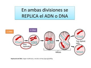 En ambas divisiones se
REPLICA el ADN o DNA
2 DNA
4 DNA
Replicación del DNA. Imagen modificada y extraída de http://goo.gl/p2RS5g
 