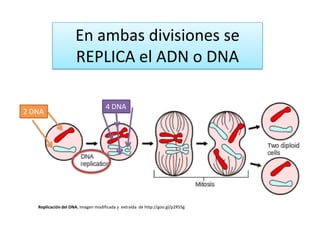 En ambas divisiones se
REPLICA el ADN o DNA
2 DNA
4 DNA
Replicación del DNA. Imagen modificada y extraída de http://goo.gl/p2RS5g
 