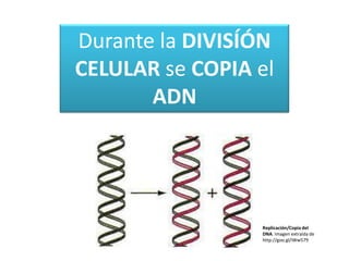 Durante la DIVISÍÓN
CELULAR se COPIA el
ADN
Replicación/Copia del
DNA. Imagen extraída de
http://goo.gl/iWw579
 