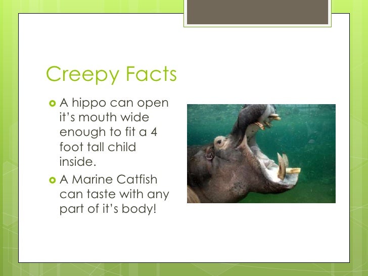 fun and interesting facts powerpoint