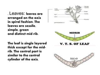 . Leaves: leaves are
arranged on the axis
in spiral fashion. The
leaves are sessile,
simple, green
and distinct mid rib.
The leaf is single layered
thick except for the mid-
rib. The central part is
similar to the central
cylinder of the axis.
 