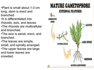 •Plant is small about 1-3 cm
long, stem is erect and
branched.
•It is differentiated into
rhizoids, axis, and leaves.
•The rhizoids are multicellular
and branched.
•The axis is aerial, erect, and
branched.
•The leaves are simple,
small, and spirally arranged.
•The upper leaves are large
and lower leaves are
crowded.
 