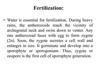 Fertilization:
• Water is essential for fertilization. During heavy
rains, the antherozoids reach the vicinity of
archegonial neck and swim down to venter. Any
one antherozoid fuses with egg to form zygote
(2n). Soon, the zygote secretes a cell wall and
enlarges in size. It germinate and develop into a
sporophyte or sporogonium. Thus, zygote or
oospore is the first cell of sporophyte generation.
 