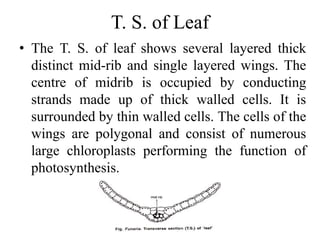 T. S. of Leaf
• The T. S. of leaf shows several layered thick
distinct mid-rib and single layered wings. The
centre of midrib is occupied by conducting
strands made up of thick walled cells. It is
surrounded by thin walled cells. The cells of the
wings are polygonal and consist of numerous
large chloroplasts performing the function of
photosynthesis.
 
