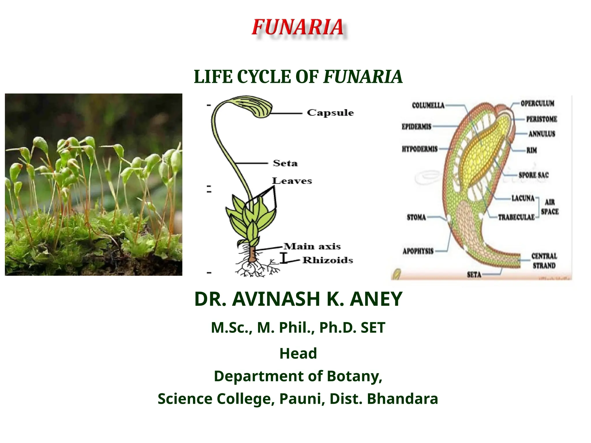 LIFE CYCLE OF FUNARIA
DR. AVINASH K. ANEY
M.Sc., M. Phil., Ph.D. SET
Head
Department of Botany,
Science College, Pauni, Dist. Bhandara
 