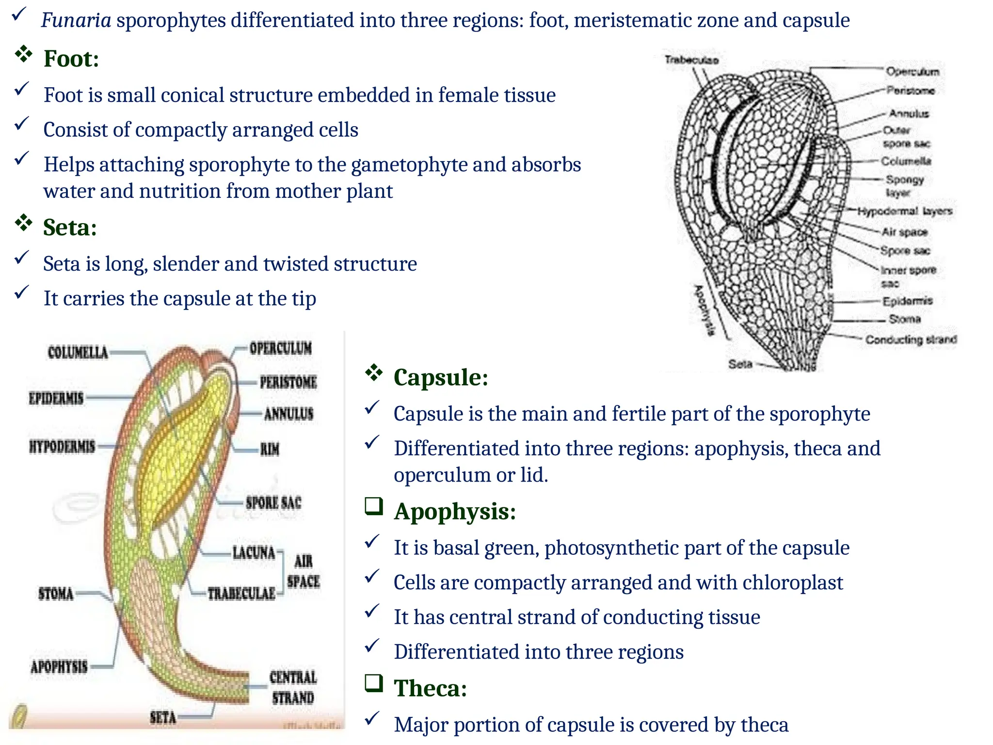  Funaria sporophytes differentiated into three regions: foot, meristematic zone and capsule
 Capsule:
 Capsule is the main and fertile part of the sporophyte
 Differentiated into three regions: apophysis, theca and
operculum or lid.
 Apophysis:
 It is basal green, photosynthetic part of the capsule
 Cells are compactly arranged and with chloroplast
 It has central strand of conducting tissue
 Differentiated into three regions
 Theca:
 Major portion of capsule is covered by theca
 Foot:
 Foot is small conical structure embedded in female tissue
 Consist of compactly arranged cells
 Helps attaching sporophyte to the gametophyte and absorbs
water and nutrition from mother plant
 Seta:
 Seta is long, slender and twisted structure
 It carries the capsule at the tip
 