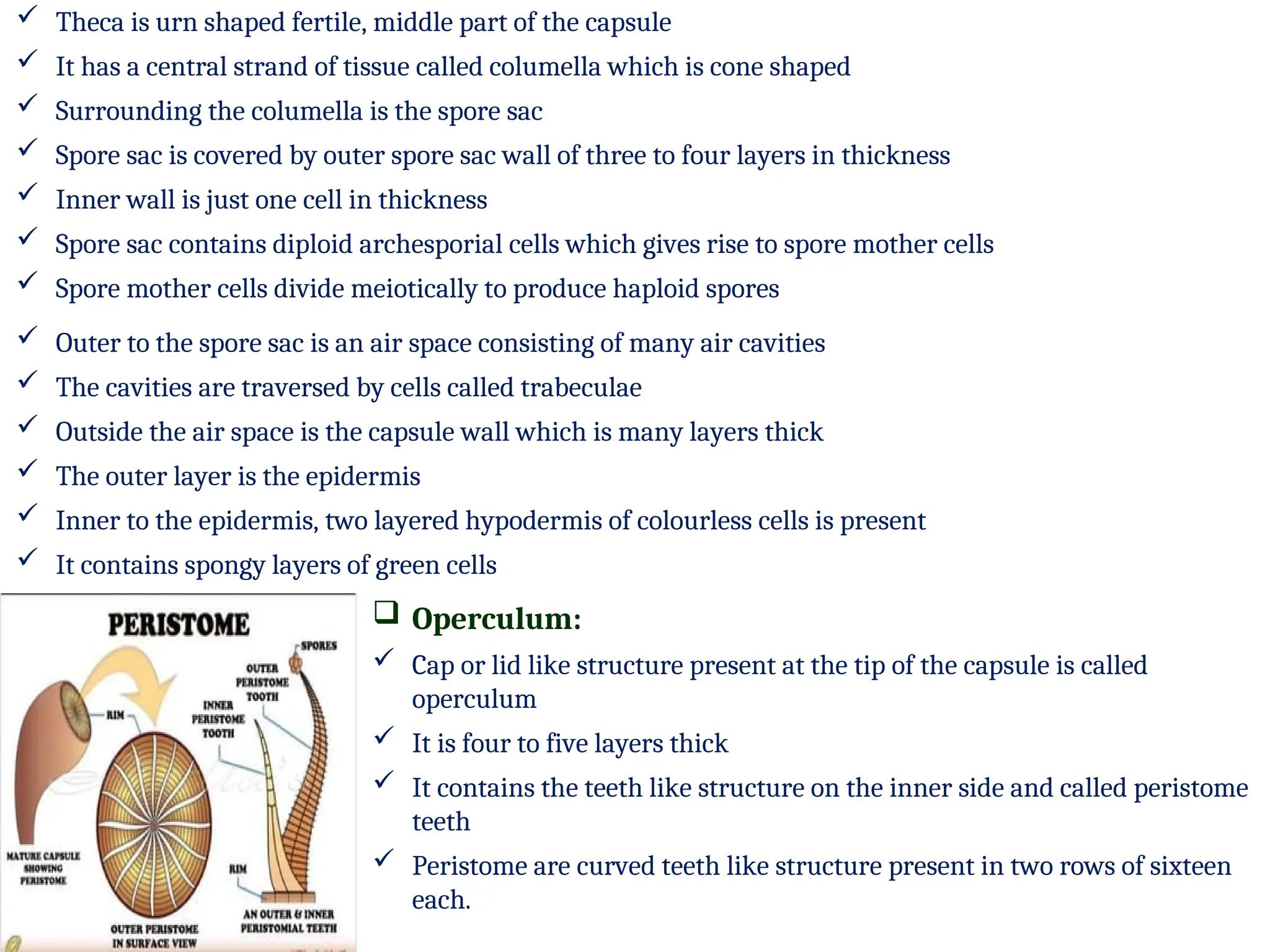  Theca is urn shaped fertile, middle part of the capsule
 It has a central strand of tissue called columella which is cone shaped
 Surrounding the columella is the spore sac
 Spore sac is covered by outer spore sac wall of three to four layers in thickness
 Inner wall is just one cell in thickness
 Spore sac contains diploid archesporial cells which gives rise to spore mother cells
 Spore mother cells divide meiotically to produce haploid spores
 Operculum:
 Cap or lid like structure present at the tip of the capsule is called
operculum
 It is four to five layers thick
 It contains the teeth like structure on the inner side and called peristome
teeth
 Peristome are curved teeth like structure present in two rows of sixteen
each.
 Outer to the spore sac is an air space consisting of many air cavities
 The cavities are traversed by cells called trabeculae
 Outside the air space is the capsule wall which is many layers thick
 The outer layer is the epidermis
 Inner to the epidermis, two layered hypodermis of colourless cells is present
 It contains spongy layers of green cells
 