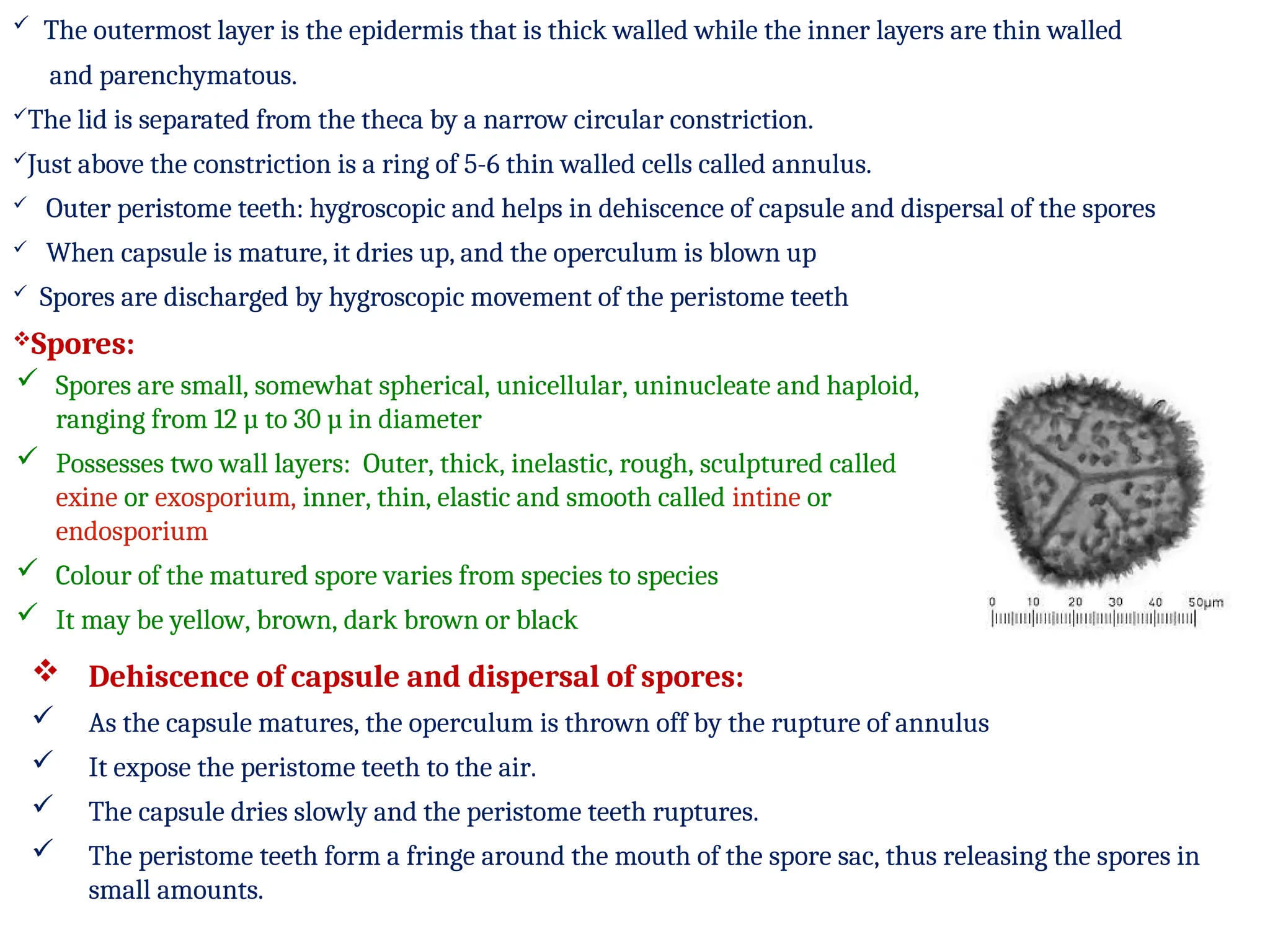  The outermost layer is the epidermis that is thick walled while the inner layers are thin walled
and parenchymatous.
The lid is separated from the theca by a narrow circular constriction.
Just above the constriction is a ring of 5-6 thin walled cells called annulus.
 Outer peristome teeth: hygroscopic and helps in dehiscence of capsule and dispersal of the spores
 When capsule is mature, it dries up, and the operculum is blown up
 Spores are discharged by hygroscopic movement of the peristome teeth
Spores:
 Spores are small, somewhat spherical, unicellular, uninucleate and haploid,
ranging from 12 µ to 30 µ in diameter
 Possesses two wall layers: Outer, thick, inelastic, rough, sculptured called
exine or exosporium, inner, thin, elastic and smooth called intine or
endosporium
 Colour of the matured spore varies from species to species
 It may be yellow, brown, dark brown or black
 Dehiscence of capsule and dispersal of spores:
 As the capsule matures, the operculum is thrown off by the rupture of annulus
 It expose the peristome teeth to the air.
 The capsule dries slowly and the peristome teeth ruptures.
 The peristome teeth form a fringe around the mouth of the spore sac, thus releasing the spores in
small amounts.
 