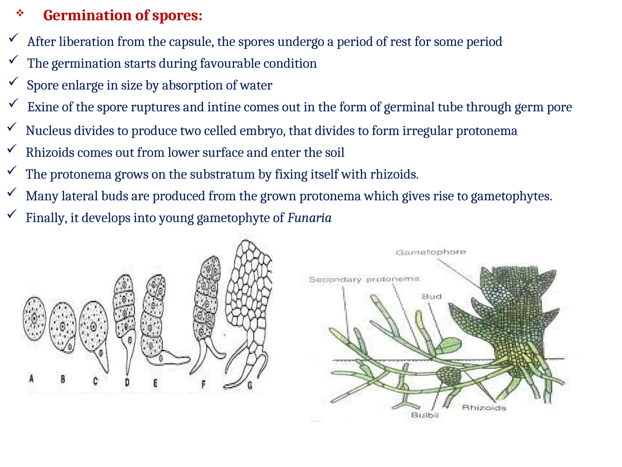  Germination of spores:
 After liberation from the capsule, the spores undergo a period of rest for some period
 The germination starts during favourable condition
 Spore enlarge in size by absorption of water
 Exine of the spore ruptures and intine comes out in the form of germinal tube through germ pore
 Nucleus divides to produce two celled embryo, that divides to form irregular protonema
 Rhizoids comes out from lower surface and enter the soil
 The protonema grows on the substratum by fixing itself with rhizoids.
 Many lateral buds are produced from the grown protonema which gives rise to gametophytes.
 Finally, it develops into young gametophyte of Funaria
 