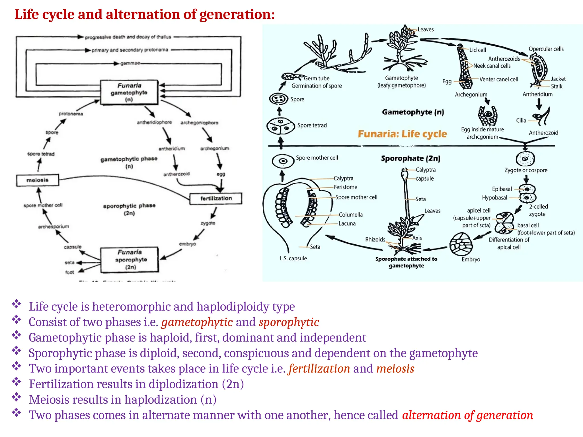 Life cycle and alternation of generation:
 Life cycle is heteromorphic and haplodiploidy type
 Consist of two phases i.e. gametophytic and sporophytic
 Gametophytic phase is haploid, first, dominant and independent
 Sporophytic phase is diploid, second, conspicuous and dependent on the gametophyte
 Two important events takes place in life cycle i.e. fertilization and meiosis
 Fertilization results in diplodization (2n)
 Meiosis results in haplodization (n)
 Two phases comes in alternate manner with one another, hence called alternation of generation
 