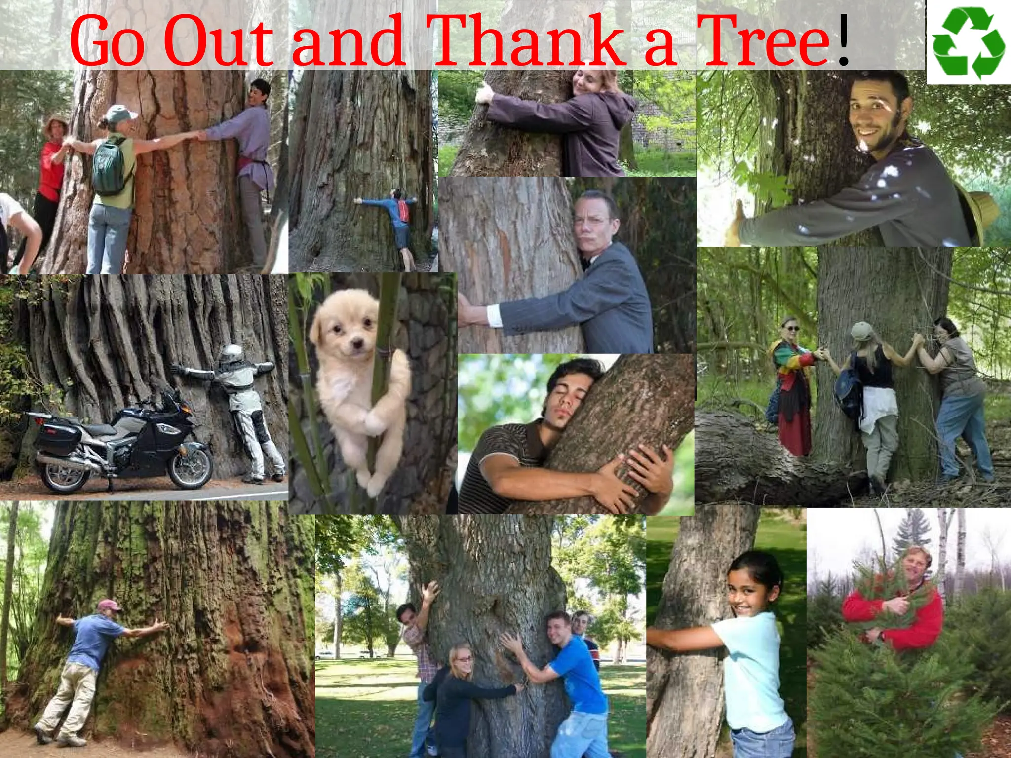 Go Out and Thank a Tree!
 