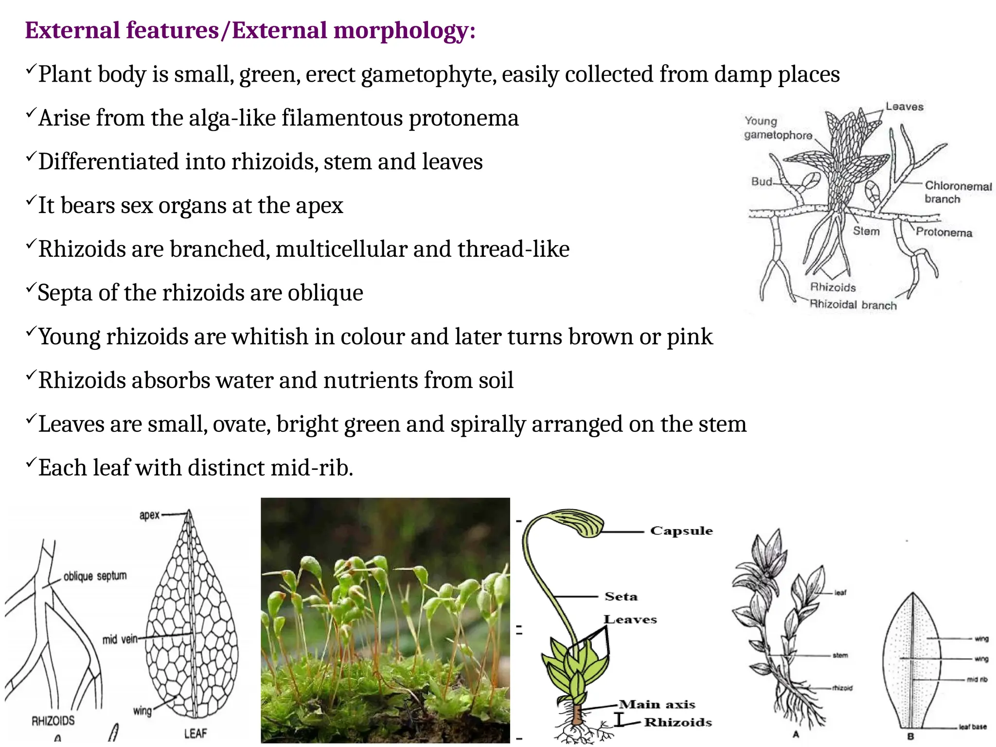 External features/External morphology:
Plant body is small, green, erect gametophyte, easily collected from damp places
Arise from the alga-like filamentous protonema
Differentiated into rhizoids, stem and leaves
It bears sex organs at the apex
Rhizoids are branched, multicellular and thread-like
Septa of the rhizoids are oblique
Young rhizoids are whitish in colour and later turns brown or pink
Rhizoids absorbs water and nutrients from soil
Leaves are small, ovate, bright green and spirally arranged on the stem
Each leaf with distinct mid-rib.
 
